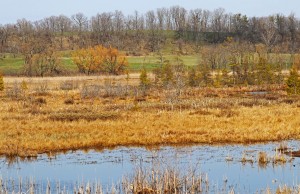 Grass Lake In Gold